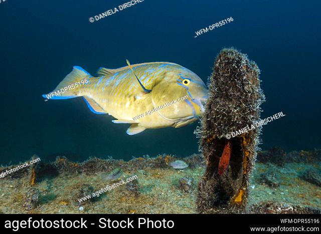 Blue-barred Parrotfish at Fang Ming Wreck, Scarus ghobban, La Paz, Baja California Sur, Mexico