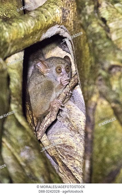 Asia, Indonesia, Celebes, Sulawesi, Tangkoko National Park, . Spectral tarsier (Tarsius spectrum, also called Tarsius tarsier)