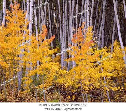 Aspen grove displays fall color and white trunks, near Skyway, Grand Mesa National Forest, Colorado, USA