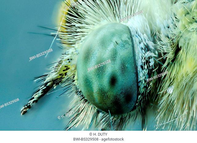 Small white, Cabbage butterfly, Imported cabbageworm (Pieris rapae, Artogeia rapae), compound eye, Germany, Mecklenburg-Western Pomerania