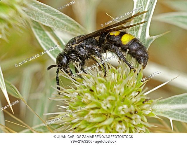 Scolia hirta, wasp, himenoptera, Insecta, Eryngium campestre flower, Aldeanueva de la Sierra, Salamanca, Castilla y Leon, Spain
