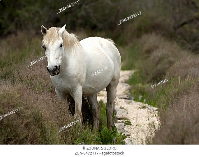Halbwildes Camargue-Pferd, Camargue, Frankreich / Semi-wild Camargue horse, Camargue, France