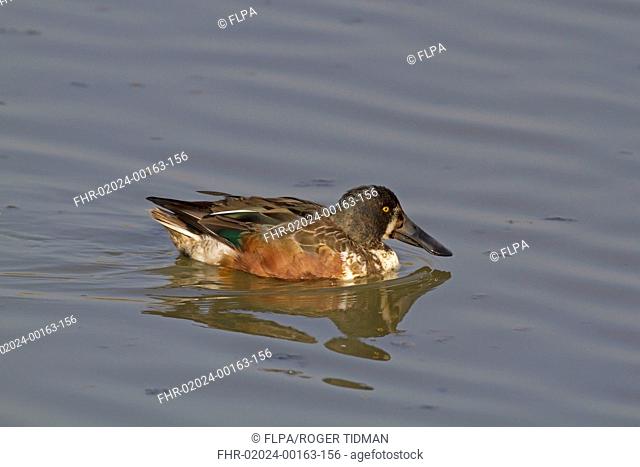 Northern Shoveler (Anas clypeata) adult male, moulting into breeding plumage, swimming, Norfolk, England, March