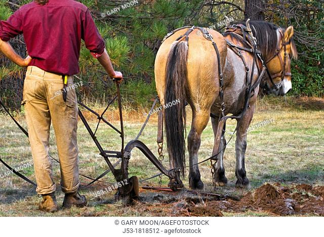 Using draft horse to plow pasture into cropland, Burton Ranch, Nevada City, California