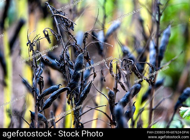 03 August 2023, Mecklenburg-Western Pomerania, Mühlen Eichsen: Field beans, some of which are black in color, stand ready for harvest in a field