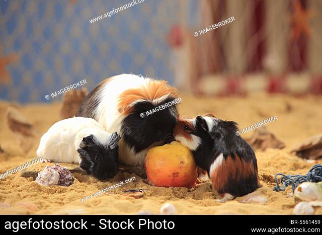 Coronet guinea pigs, tortie-white, females and kittens, eat apple