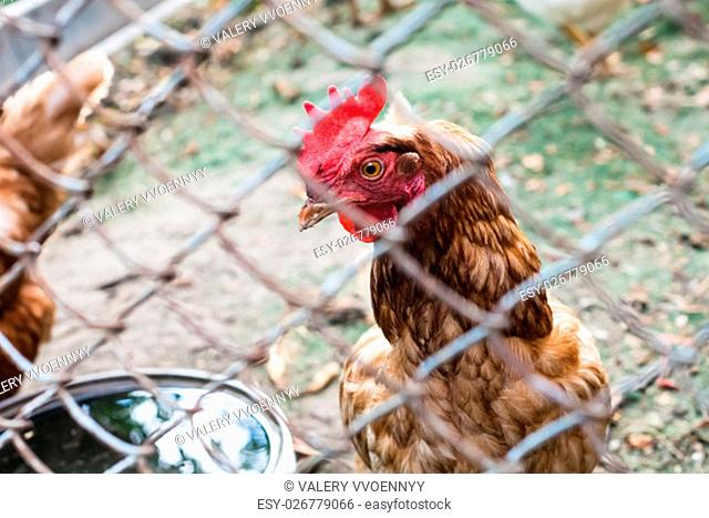 Red chicken close up in outdoor hen house in summer day