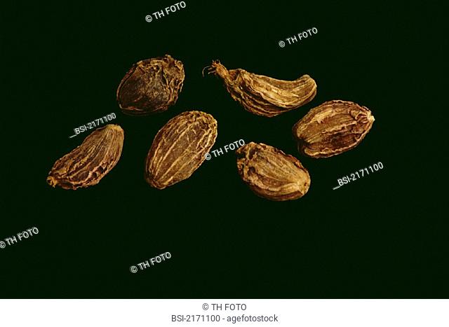 CARDAMOM<BR>Elettaria cardamomum