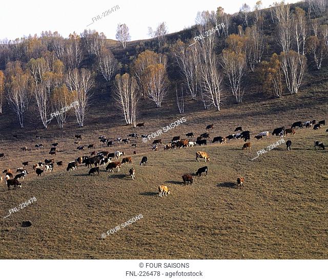 High angle view of herd of cows in field, China