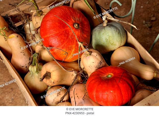 France, Bretagne, Taupont, October, organic Red Kuri squashes and butternuts harvested and placed in a crate