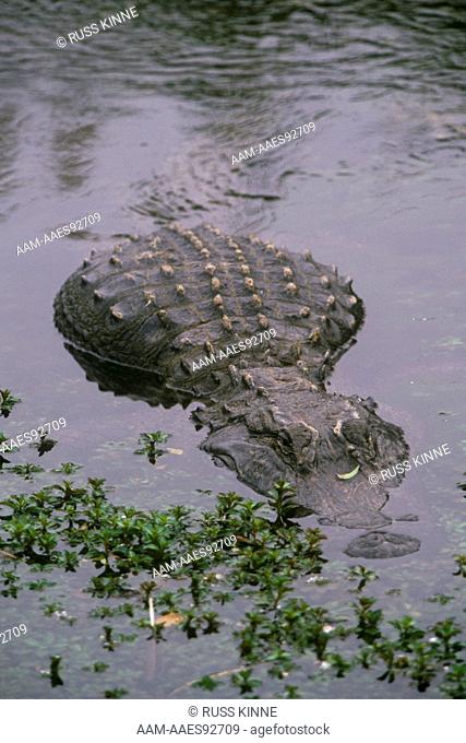 American Alligator (A. mississippiensis), Florida
