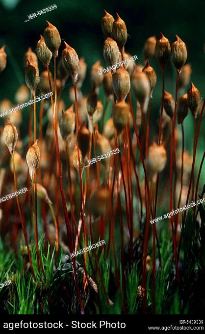 Moss, North Rhine-Westphalia, Germany (Polytrichum commune)
