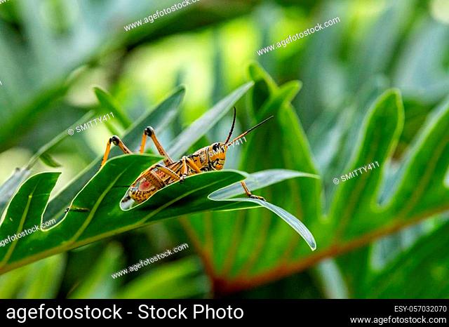 Orange. yellow and red Eastern lubber grasshopper Romalea microptera also called Romalea guttata climbs on leaves and a tree in Naples, Florida