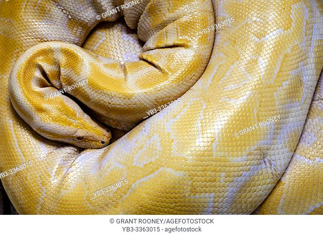An Albino Burmese Python At A Conservation Zoo, Bohol, The Philippines