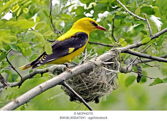 golden oriole Oriolus oriolus, male at nest, Germany