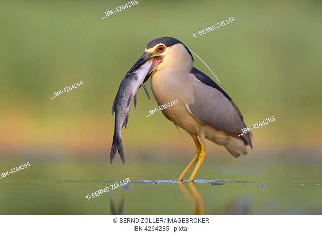 Black-crowned night heron (Nycticorax nycticorax), adult heron with fish, devouring its prey, Kiskunság National Park, Hungary