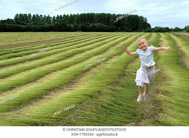 little girl in a cut flax field around Etretat, Cote d'Albatre, Pays de Caux, Seine-Maritime department, Upper Normandy region, France, Europe