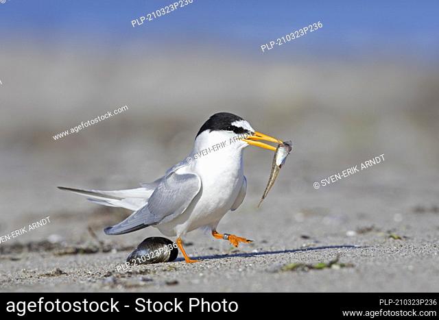 Little tern (Sternula albifrons / Sterna albifrons) with fish prey in beak on the beach