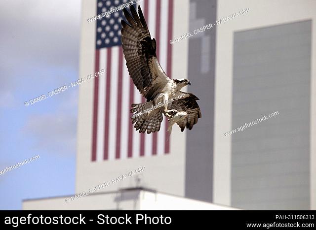In this image from 2014, an adult osprey, carrying a fish in its talons, prepares to land in its nest atop a speaker platform in the press site parking lot at...