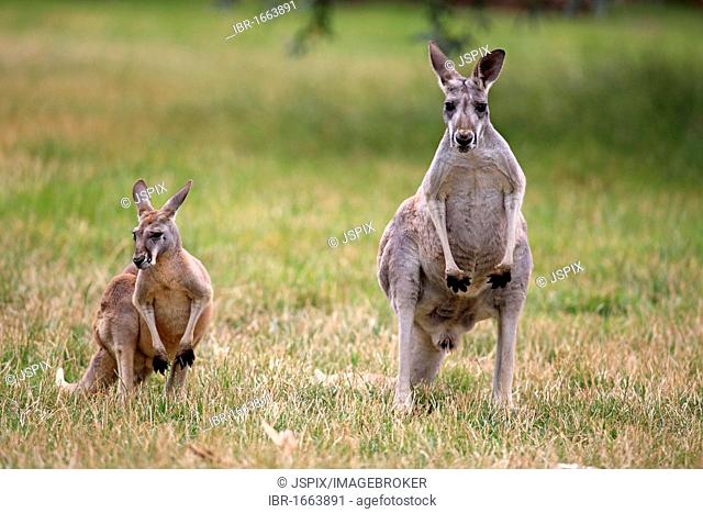 Eastern Grey Kangaroo (Macropus giganteus), female adult and young, Australia