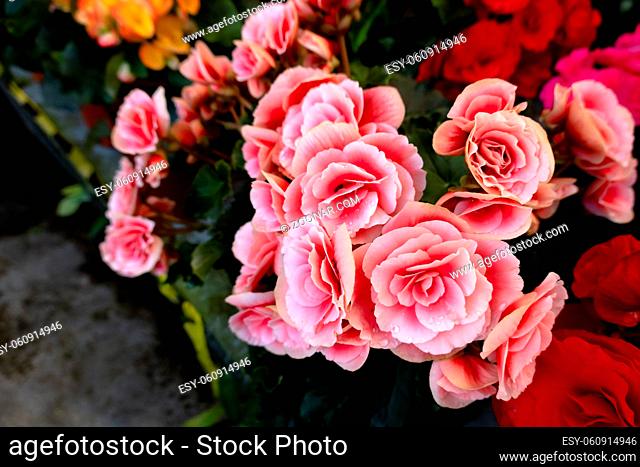 beautiful camellia flowers with colorful blossom at garden