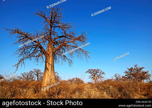 Kubu Island (lekhubu island) im Südwesten der Sowa Pan, Makgadikgadi pans, Botswana; famous Kubu Island, Botsuana