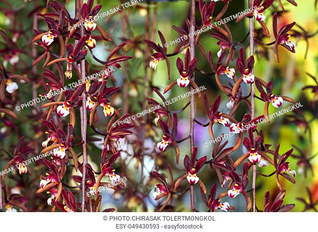Cymbidium atropurpureum is epiphytic orchid Close up viwe