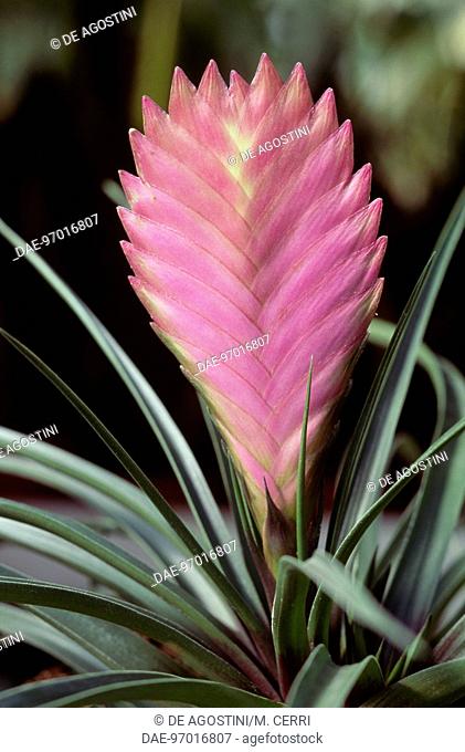 Pink Quill (Tillandsia cyanea), Bromeliaceae