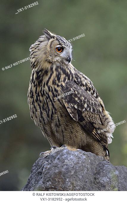 Northern Eagle Owl ( Bubo bubo ), young bird of prey, perched on a rock in an old quarry, close up, wildlife, Germany.