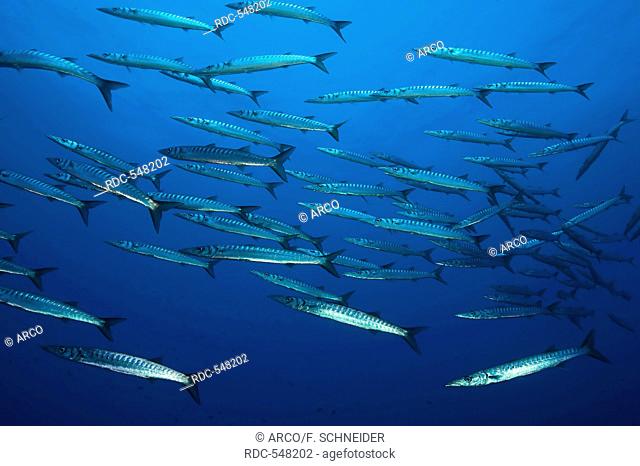 mediterranean barracuda, predator, school of fish, mediterranean / (Sphyraena viridensis)