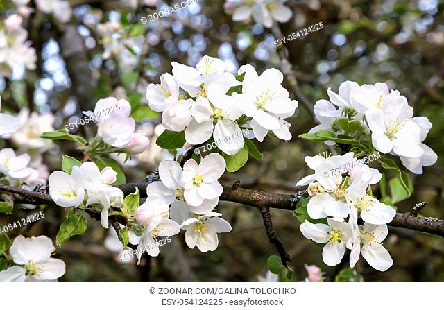 Branch of apple-tree with plenty of white-pink colors and buds in a green garden in spring