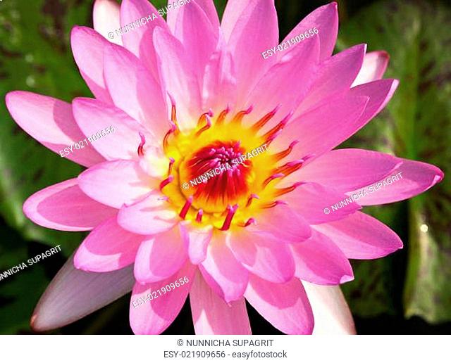 Waterlily or Lotus Flower in pond