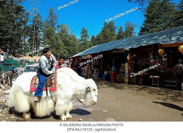 Tourist enjoying the Yak (Dzo bos grunniens)  animal riding at Kufri near Shimla ; Himachal Pradesh ; India