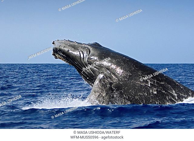 Humpback Whale breaching, Megaptera novaeangliae, Pacific Ocean, Hawaii, USA