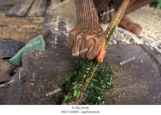 HERBAL MEDICINE<BR>Photo essay.<BR>Traditional medicine, Flower man of Sumatra