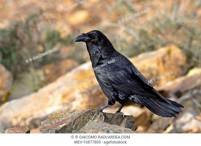 Common Raven - subspecies tingitanus (Corvus corax tingitanus). Fuerteventura - Canary Islands