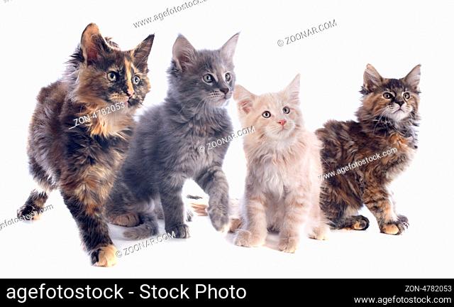 portrait of four purebred maine coon kitten on a white background