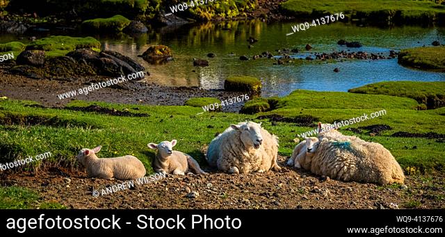 Sheep with lambs near the village of Arinagour on the island of Coll, Scotland