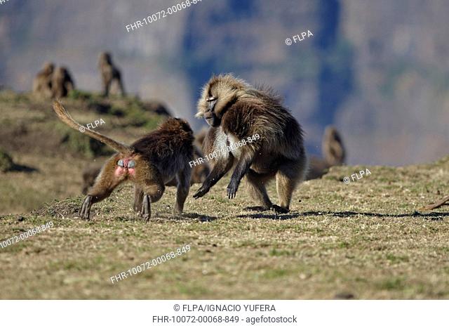 Gelada Theropithecus gelada adult male, being confronted by aggressive female, Simien Mountains, Ethiopia