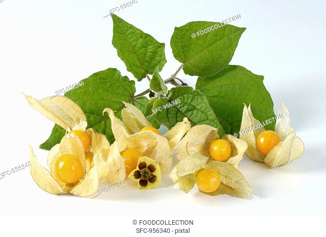 Cape gooseberries with flower and leaves
