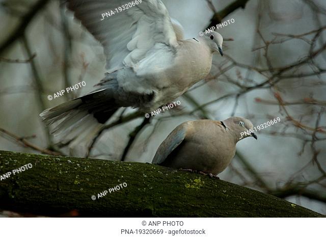 Collared Turtle Dove Streptopelia decaocto - Oude Gracht, Eindhoven, Campine, North Brabant, The Netherlands, Holland, Europe