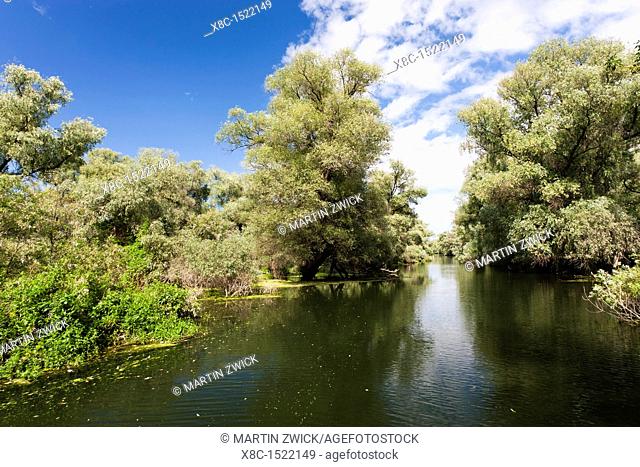 Channels in the Danube Delta, romania  Big willows, alder and ash trees from a riparian forest along the channels  Only during September large parts of the...