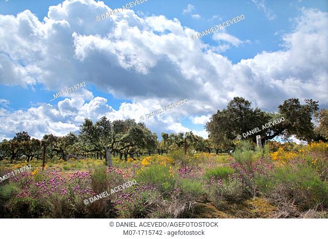 Extremadura fields, Dehesas, Caceres, Spain