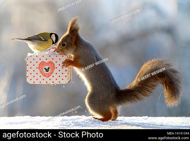 red squirrel with a great tit and an suitcase