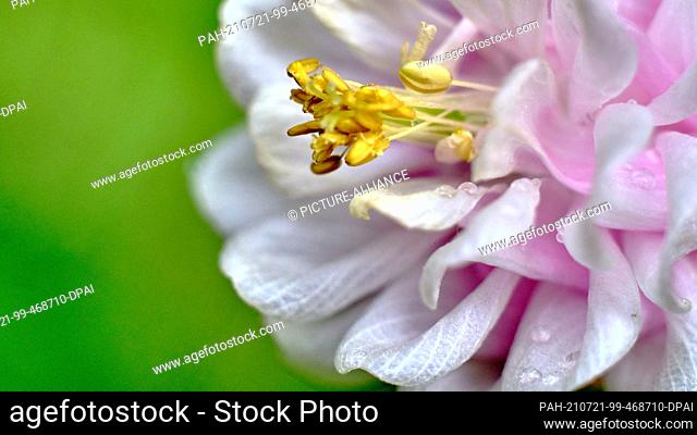 05 June 2021, Lower Saxony, Brunswick: A cultivated form of the common columbine (Aquilegia vulgaris-cultivare), also known as the elfin flower