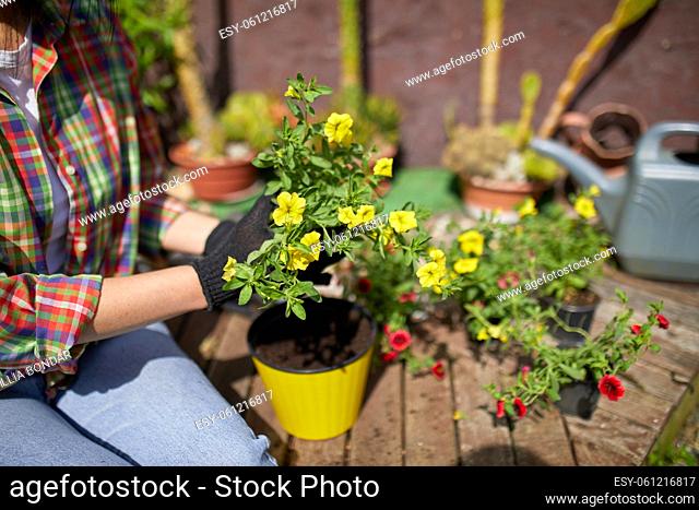 Gardener planting with flower pots tools. Woman hand planting flowers petunia in the summer garden at home, outdoor. The concept of gardening and flowers