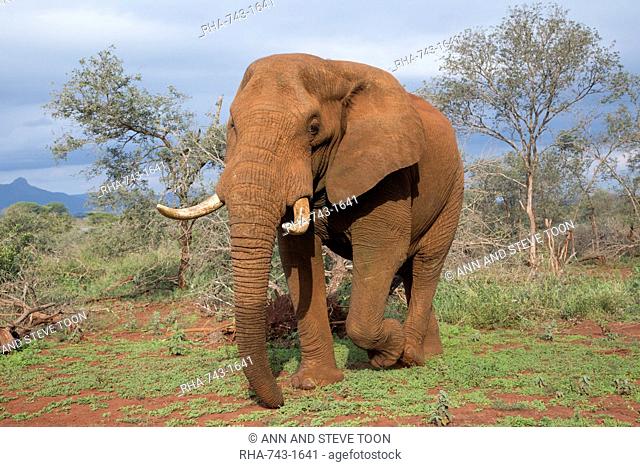 Elephant (Loxodonta africana) bull, Zimanga Private Game Reserve, KwaZulu-Natal, South Africa, Africa