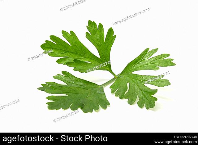 Fragrant greens for decorating dishes, parsley leaf isolated on white background