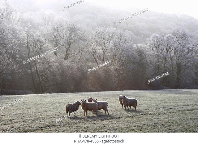 Devon sheep, Exe Valley, Devon, England, United Kingdom, Europe