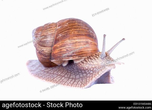Curious snail isolated on white
